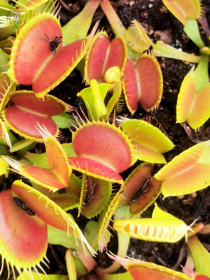 DM01 Dionaea muscipula -- "Type"