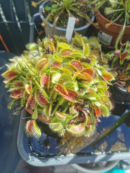 DM01 Dionaea muscipula -- "Type"