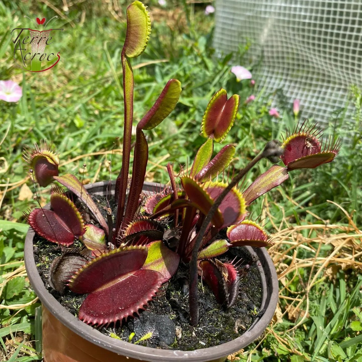 Dionaea muscipula ”Phallanx” MC ハエトリソウ ファランクス 食虫植物 観葉植物 熱帯植物 パルダリウム 山野草(観葉植物)｜売買されたオークション情報、yahooの商品情報をアーカイブ公開  - 花、園芸