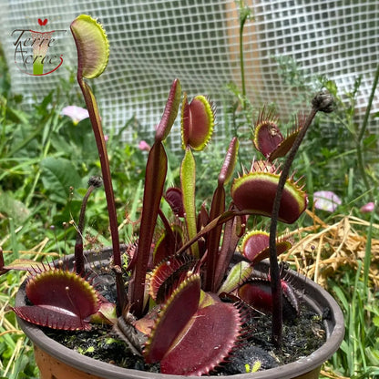 DM03 Dionaea muscipula -- 'Akaï Ryu'