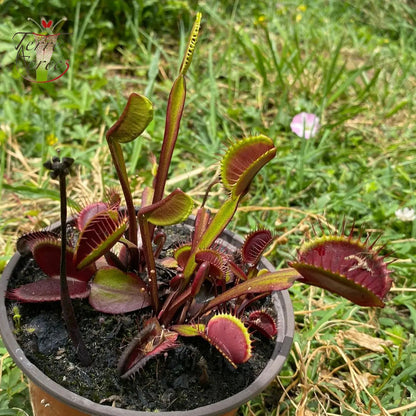 DM03 Dionaea muscipula -- 'Akaï Ryu'