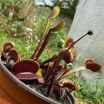 DM03 Dionaea muscipula -- 'Akaï Ryu'