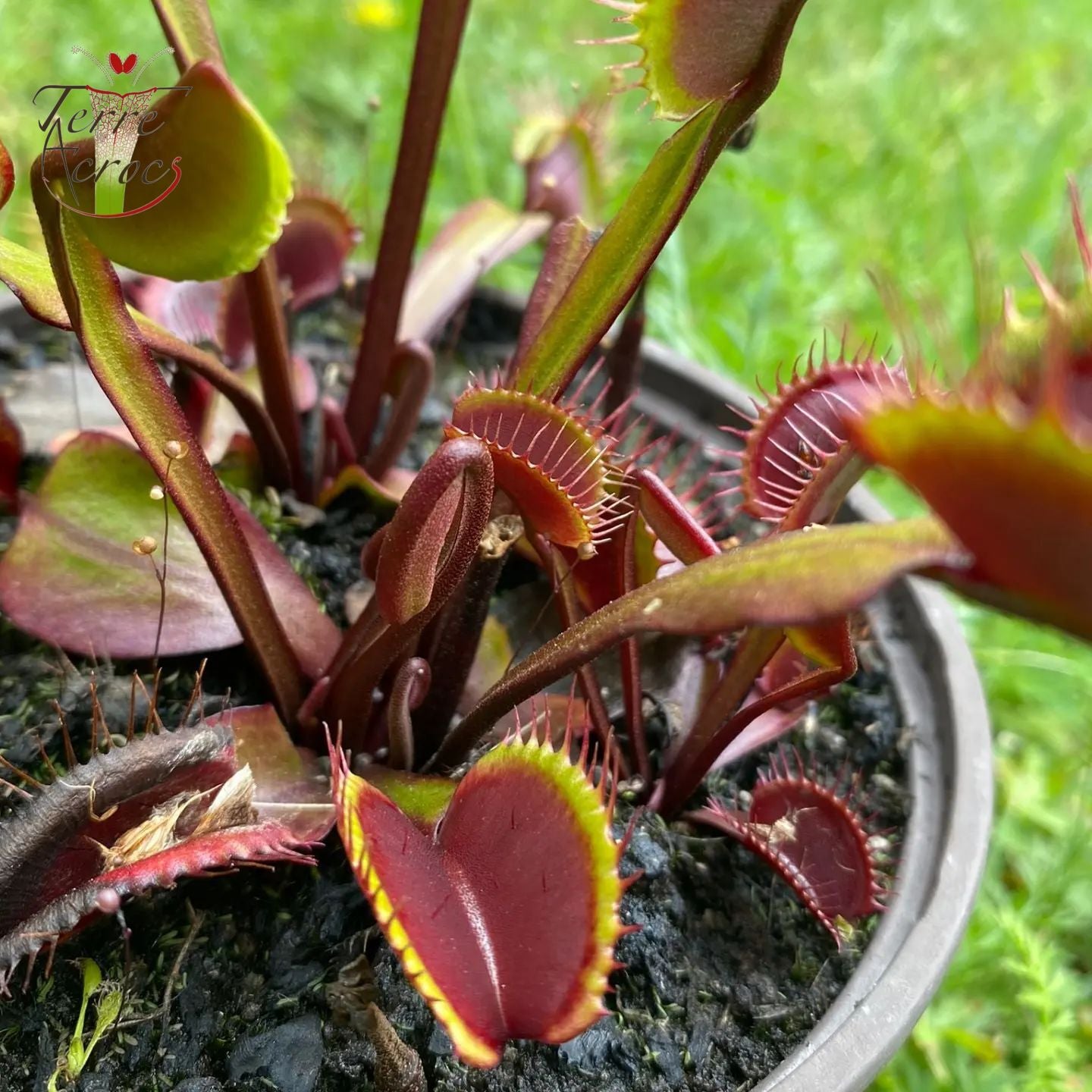 DM03 Dionaea muscipula -- 'Akaï Ryu'