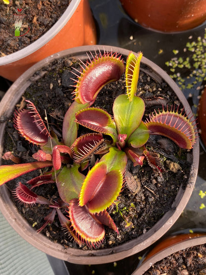 DM03 Dionaea muscipula -- 'Akaï Ryu'