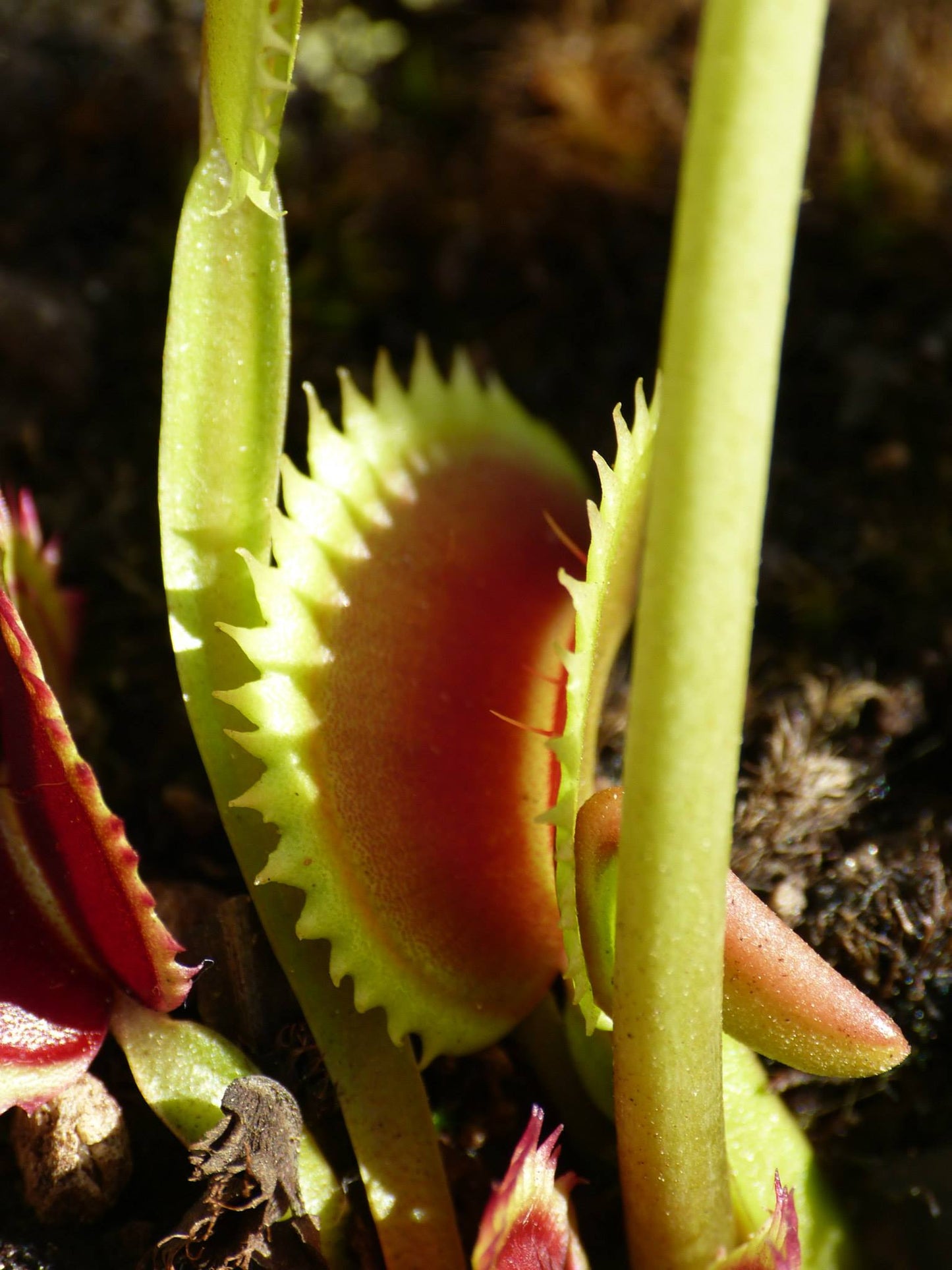 DM04 Dionaea muscipula – „UK II“