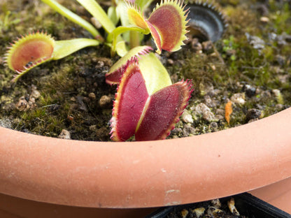 DM04 Dionaea muscipula – „UK II“