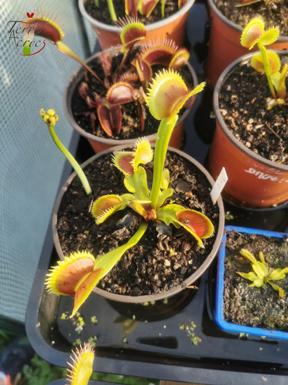 DM04 Dionaea muscipula – „UK II“