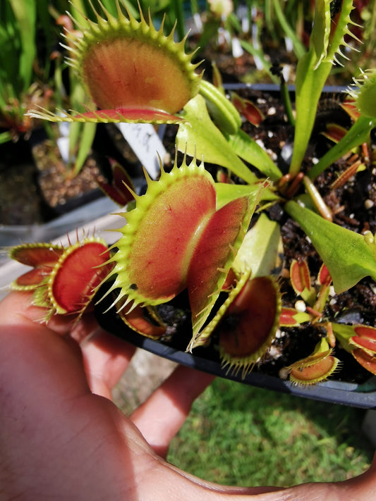 DM06 Dionaea muscipula -- 'Tiger Fangs'