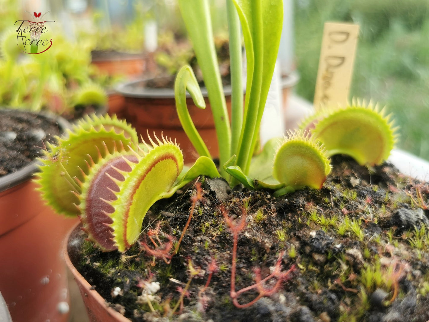 DM15 Dionaea muscipula -- 'Dracula'