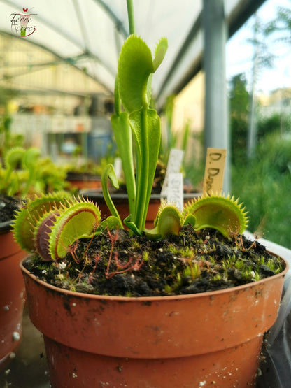 DM15 Dionaea muscipula -- 'Dracula'