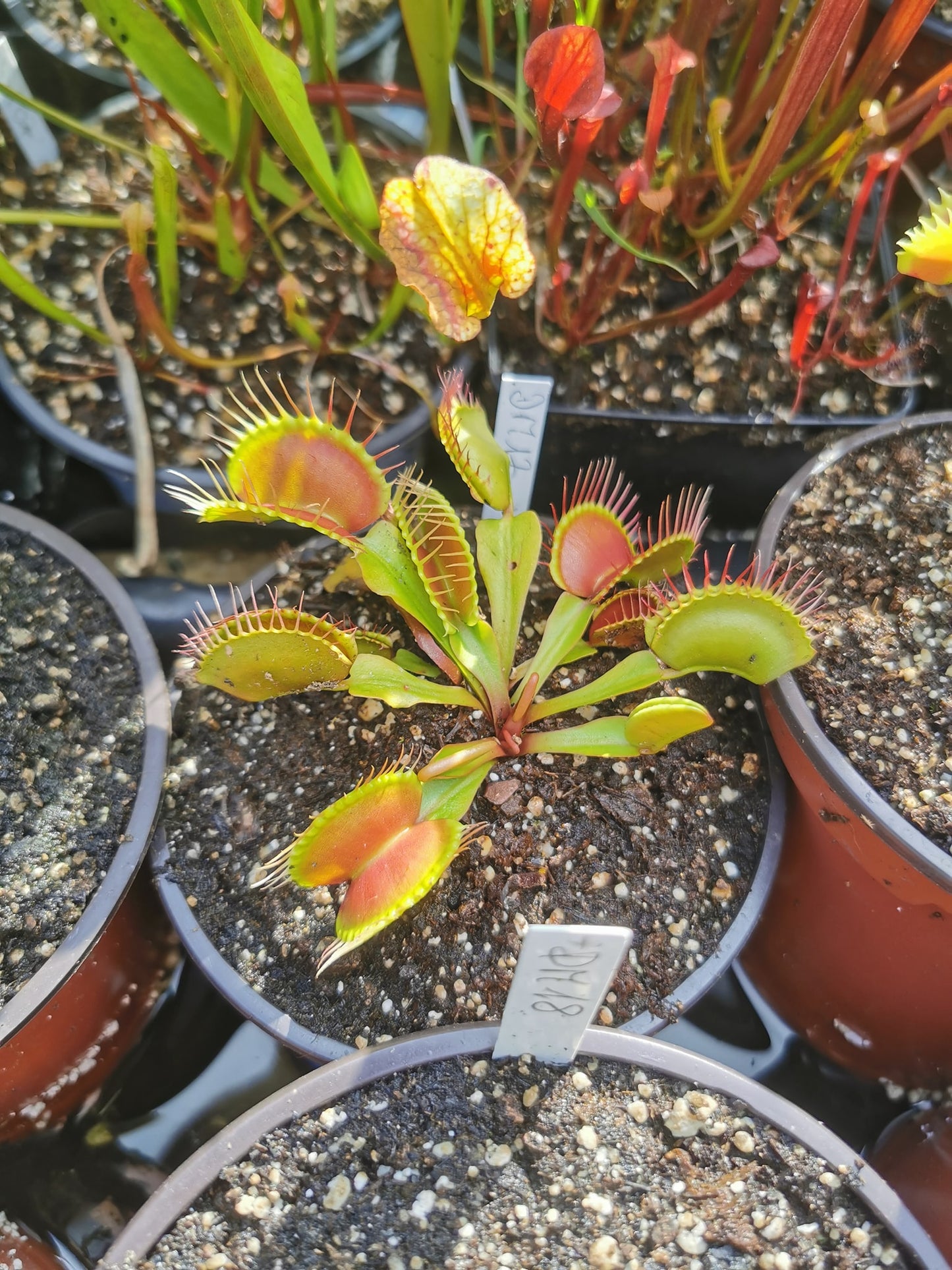 DM17 Dionaea muscipula -- 'Paradisia'