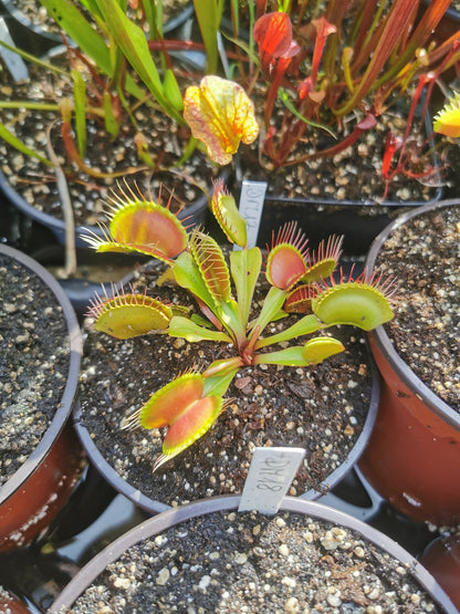 DM17 Dionaea muscipula -- 'Paradisia'