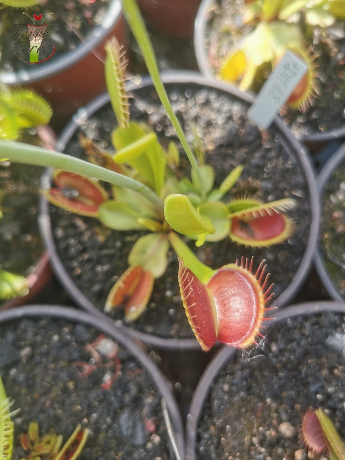 DM18 Dionaea muscipula -- "Giant Peach"