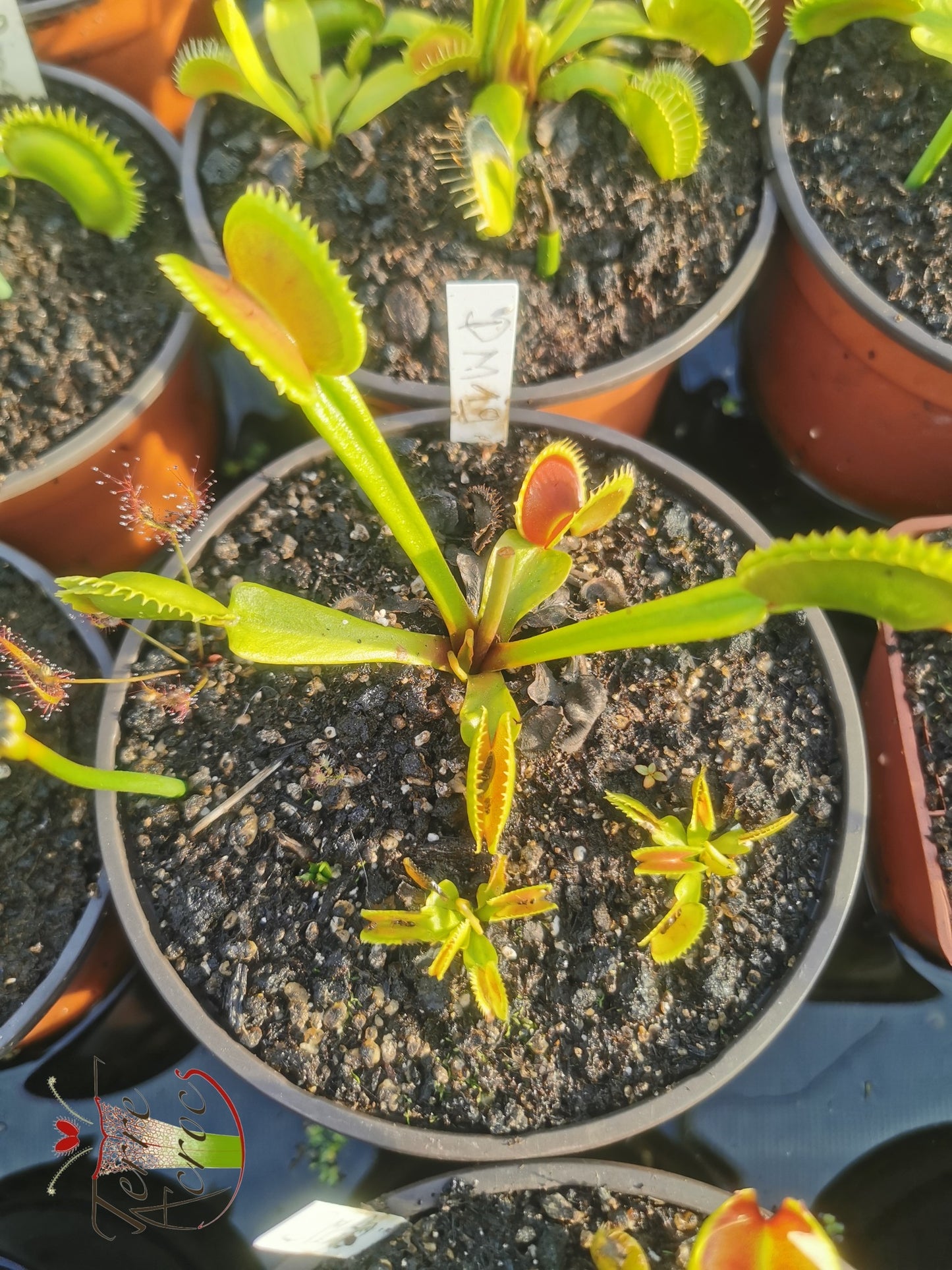 DM19 Dionaea muscipula -- "Toothless"