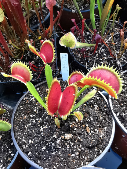 DM21 Dionaea muscipula -- "SL Seedling"