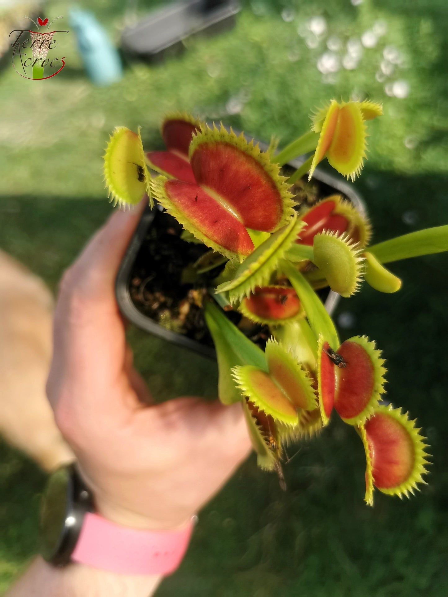 DM21 Dionaea muscipula -- "SL Seedling"