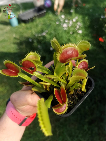 DM21 Dionaea muscipula -- "SL Seedling"