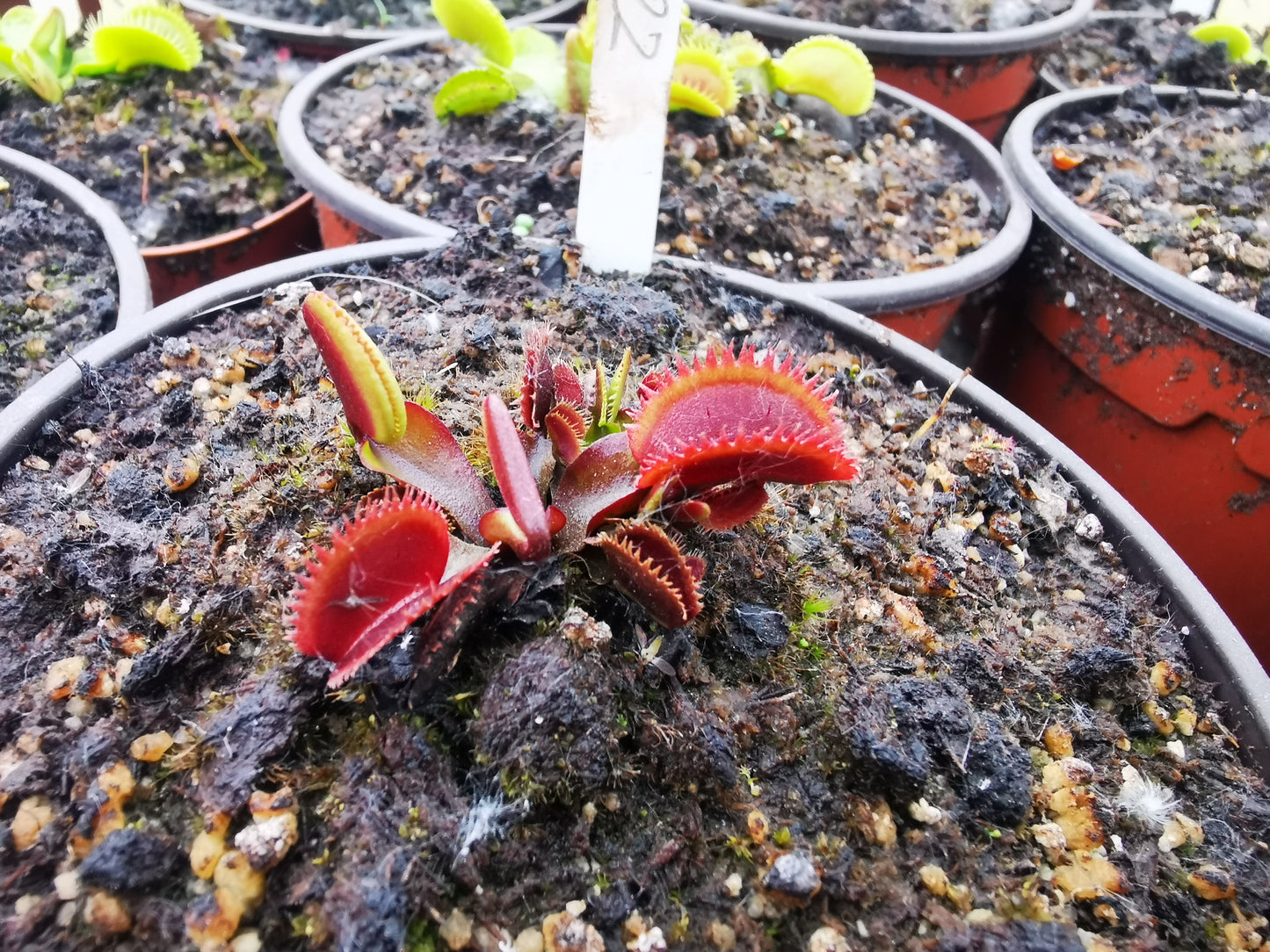 DM22: Dionaea muscipula -- "Red Sawtooth"