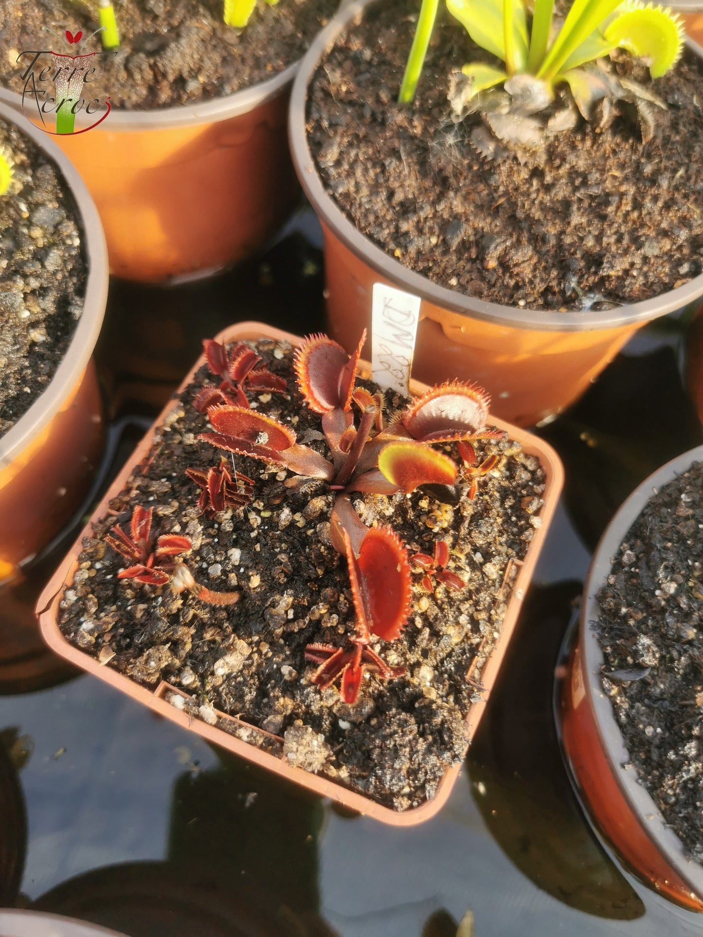 DM22: Dionaea muscipula -- "Red Sawtooth"