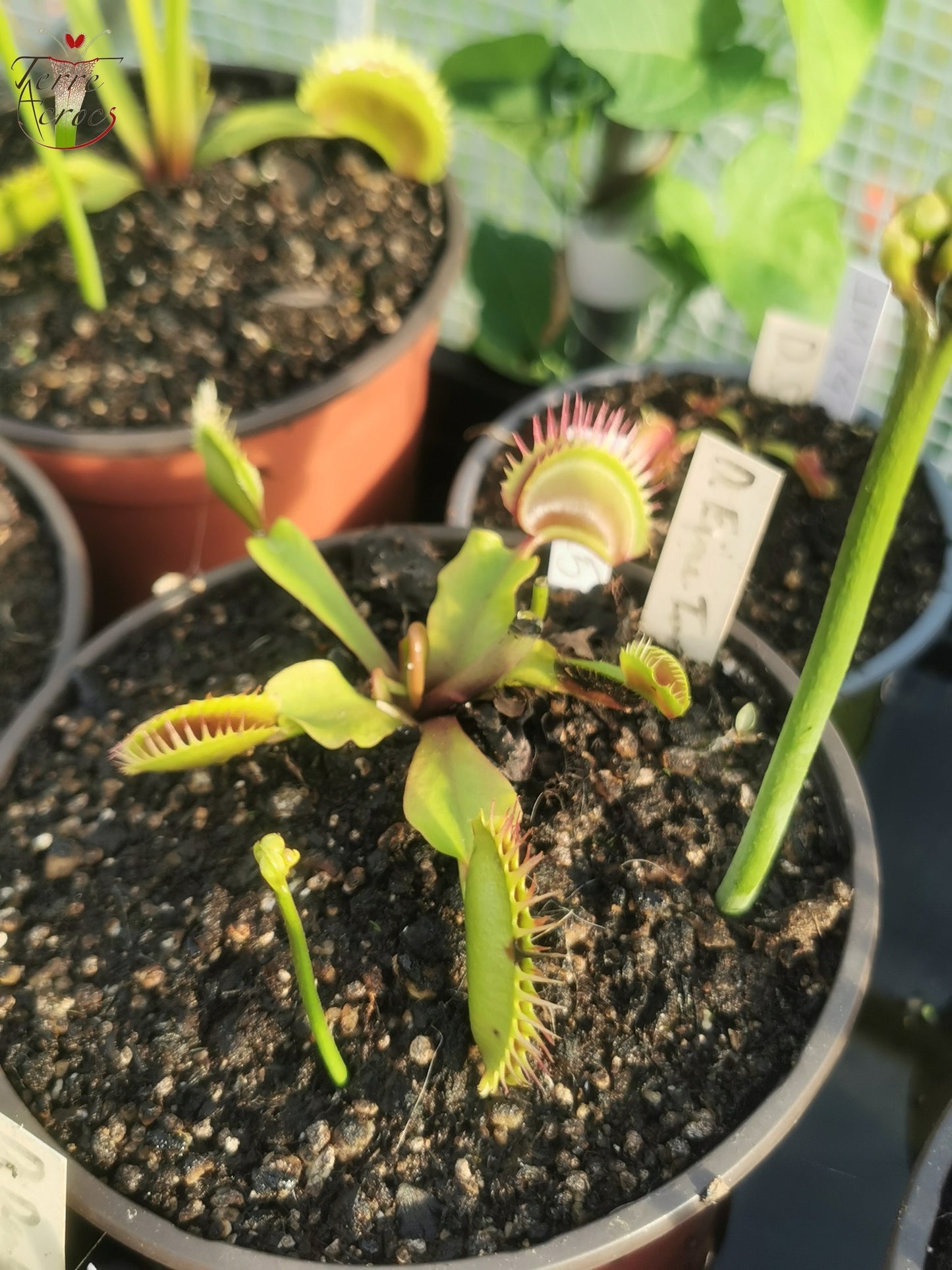 DM25 Dionaea muscipula – „Fine Tooth x Red“