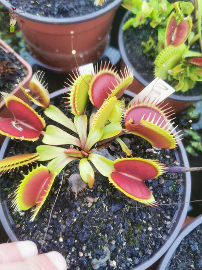 DM25 Dionaea muscipula – „Fine Tooth x Red“