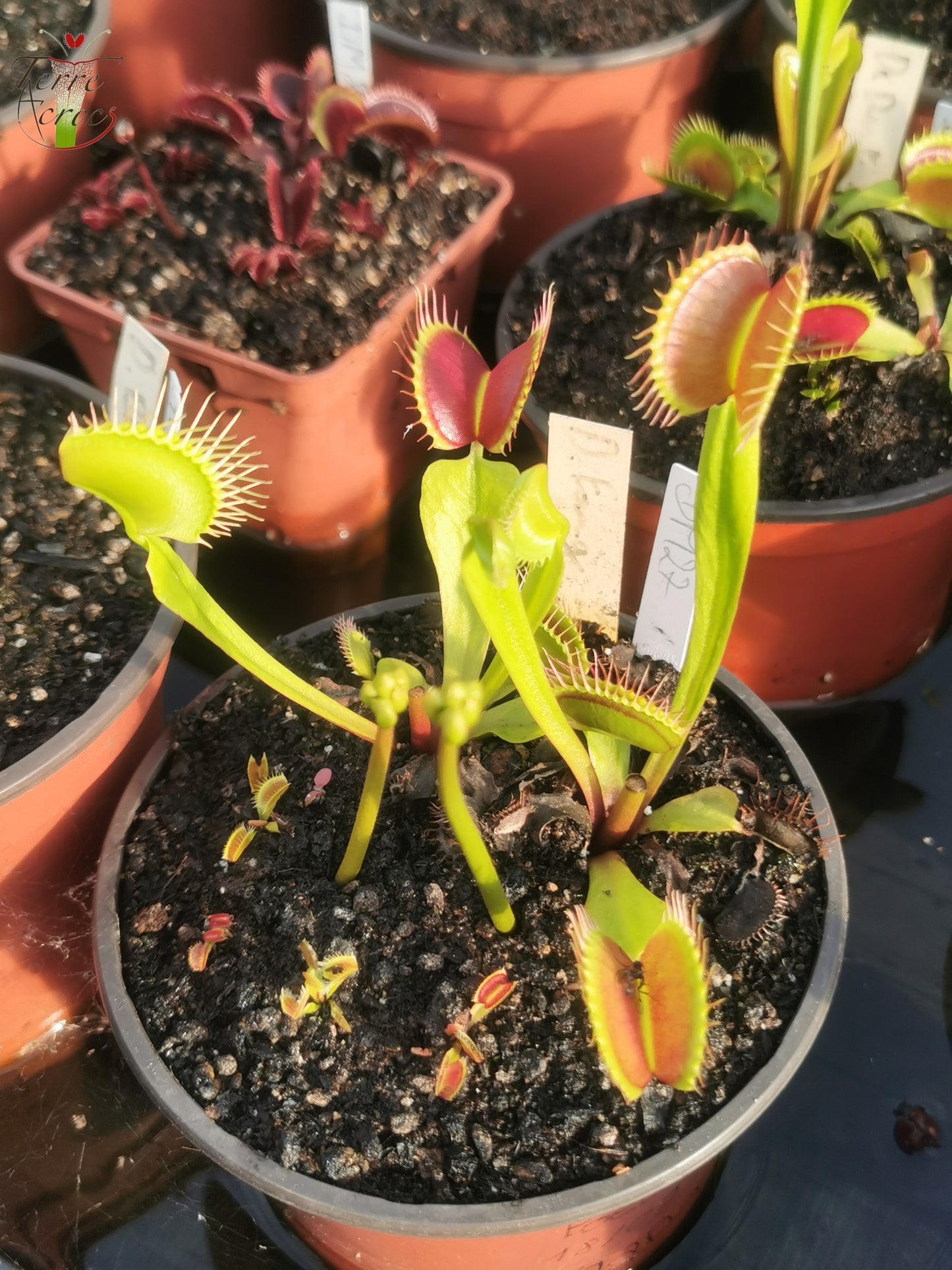 DM27 Dionaea muscipula -- "Fangs"