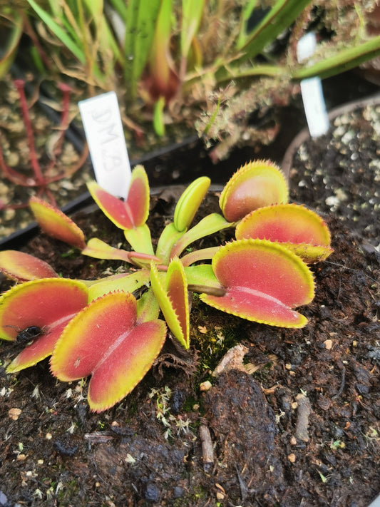 DM29 Dionaea muscipula -- Type microdents