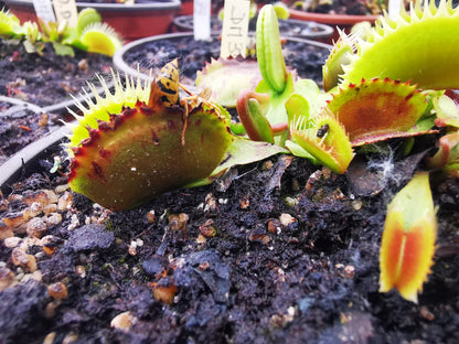 DM34 Dionaea muscipula -- "Bloody Shark"