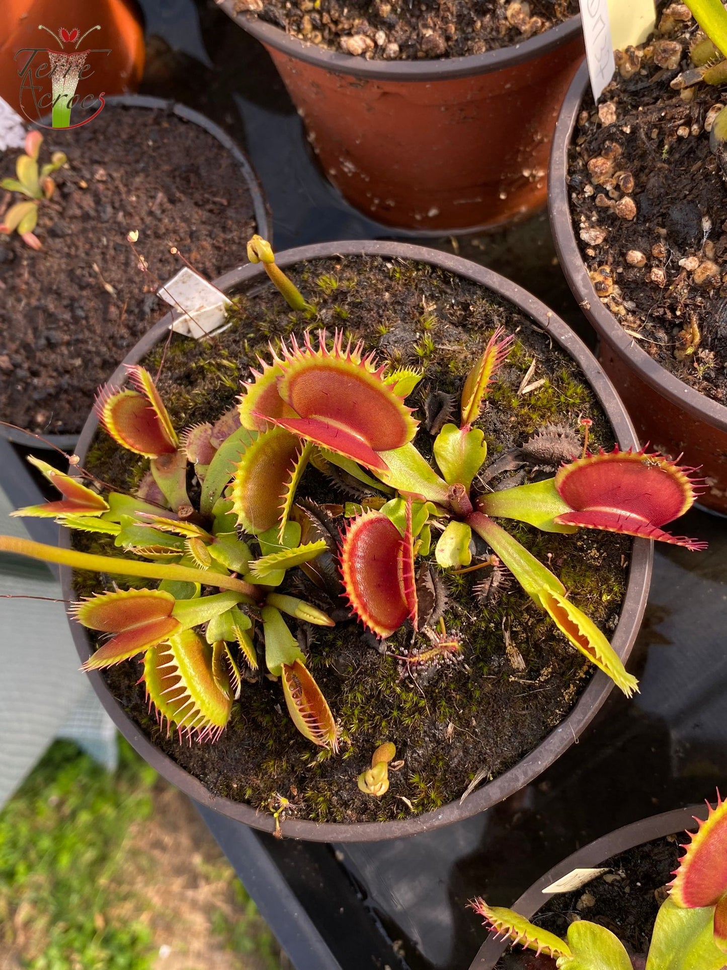 DM34 Dionaea muscipula -- "Bloody Shark"