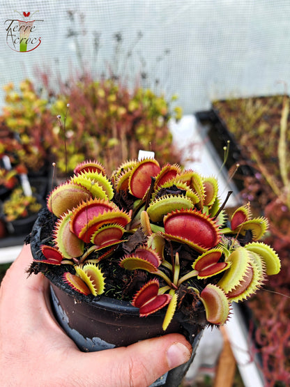 DM34 Dionaea muscipula -- "Bloody Shark"