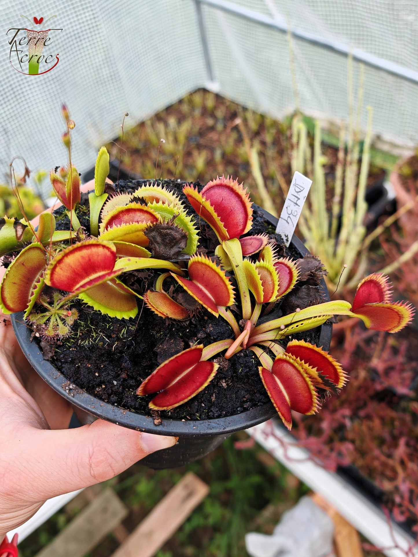 DM34 Dionaea muscipula -- "Bloody Shark"