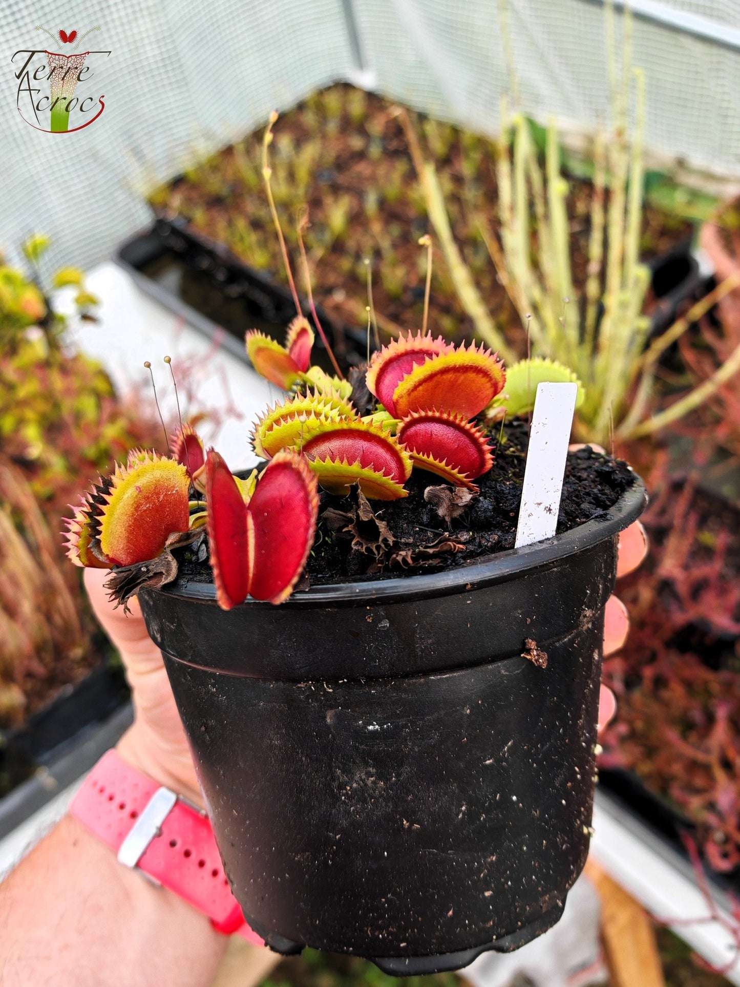 DM34 Dionaea muscipula -- "Bloody Shark"