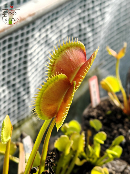 DM36 Dionaea muscipula -- "The Big one in Guigui"