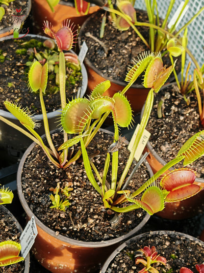 DM37 Dionaea muscipula -- “Big”