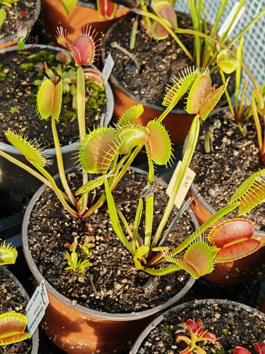 DM37 Dionaea muscipula -- “Big”