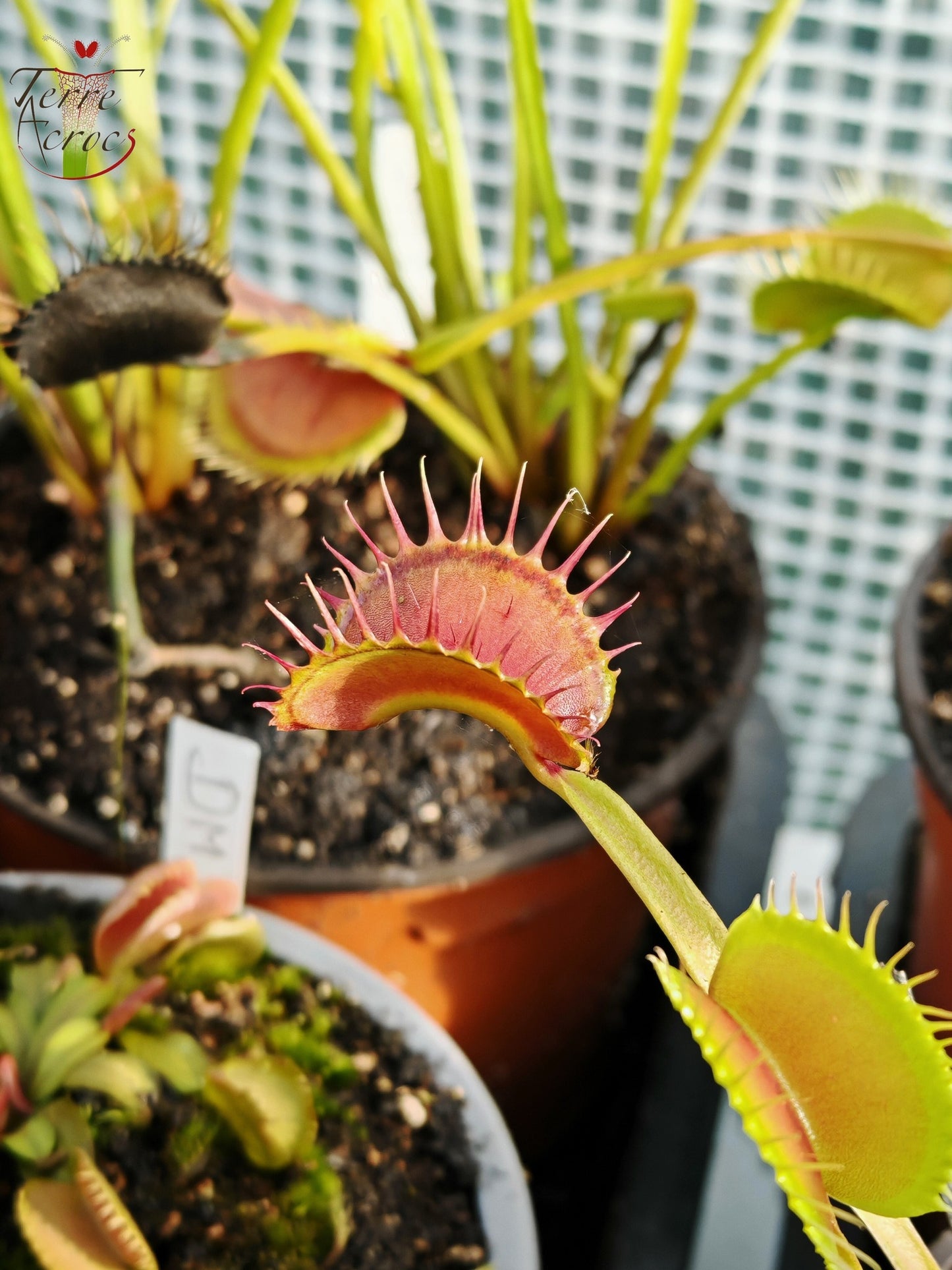 DM37 Dionaea muscipula -- “Big”