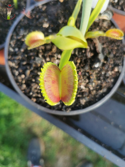 DM38 Dionaea muscipula -- "GJ Nosferatu"