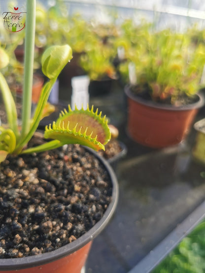 DM38 Dionaea muscipula -- "GJ Nosferatu"