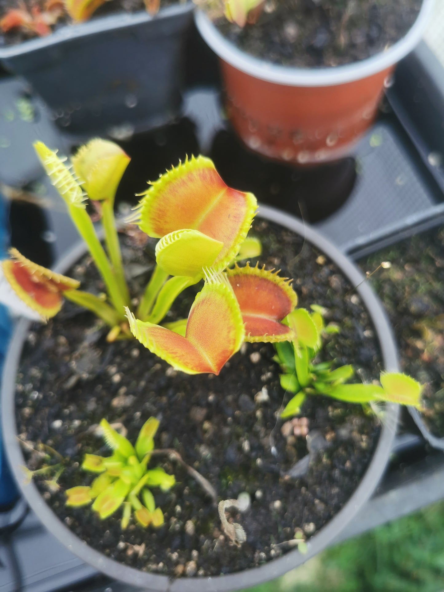 DM38 Dionaea muscipula -- "GJ Nosferatu"