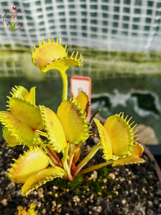DM44 Dionaea muscipula -- "GJ Shir Khan”