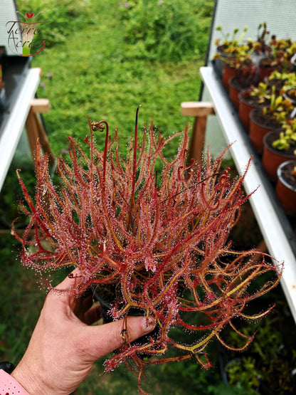 DR01 Drosera binata