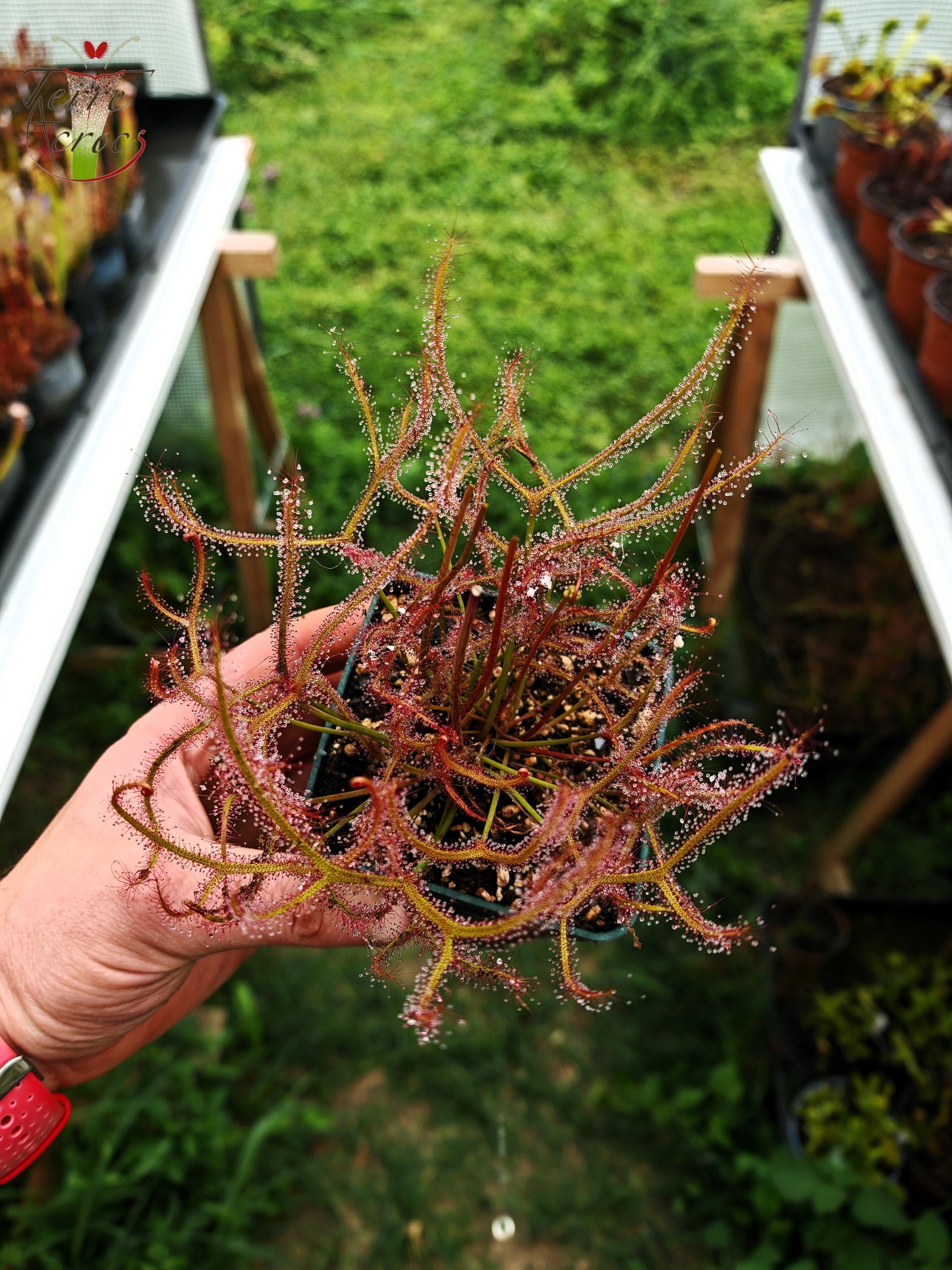 DR01 Drosera binata