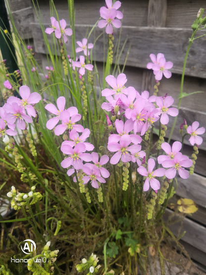 DR06 Drosera filiformis -- 'Florida Giant'