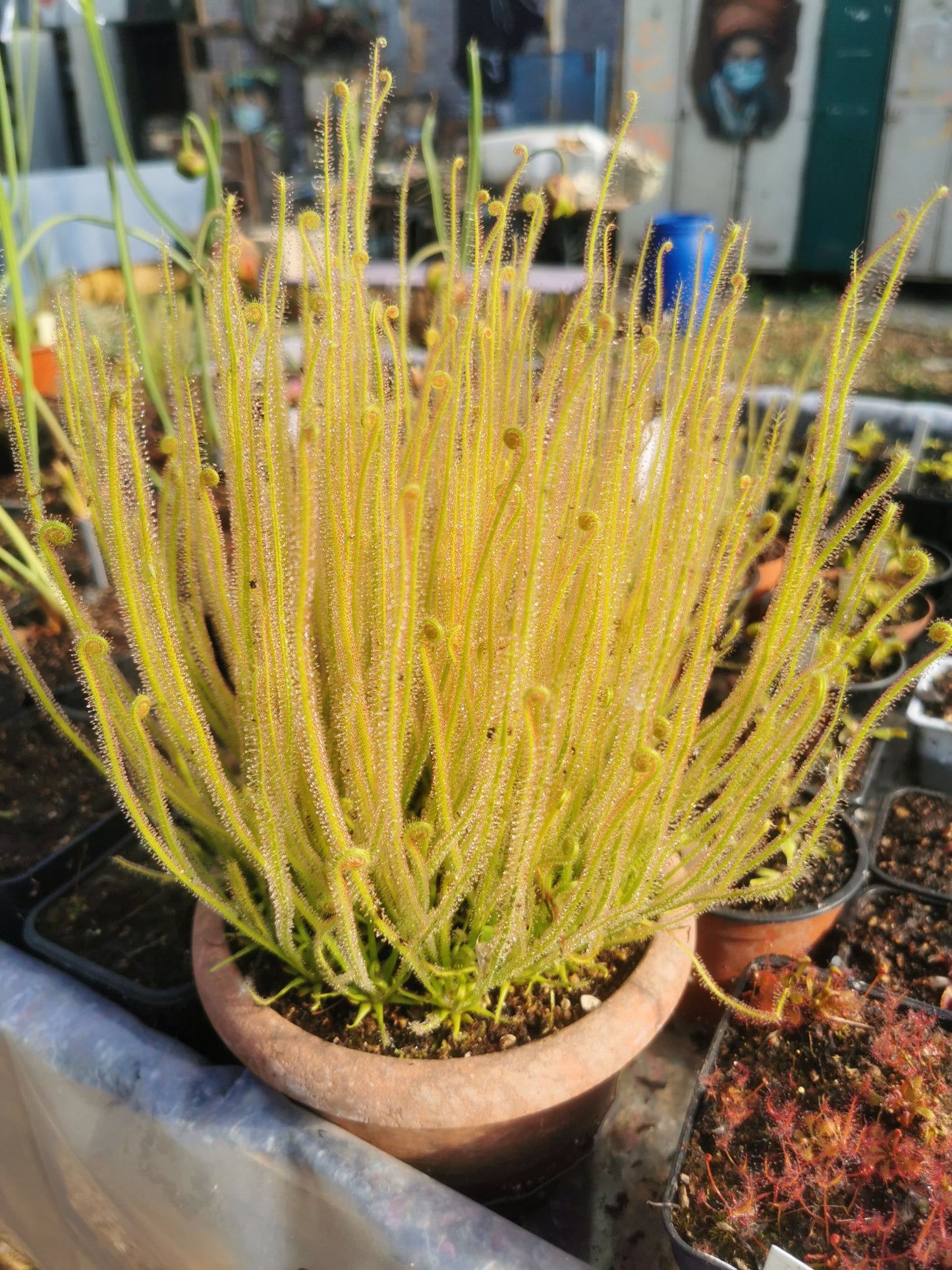 DR06 Drosera filiformis -- 'Florida Giant'