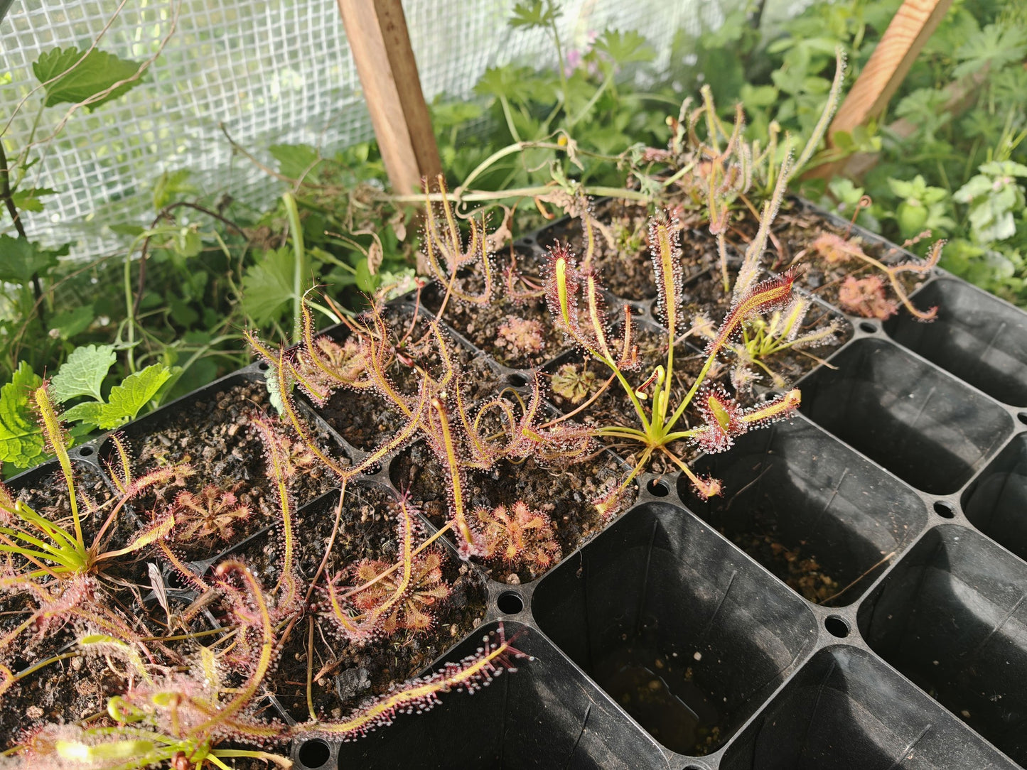 Drosera Mix