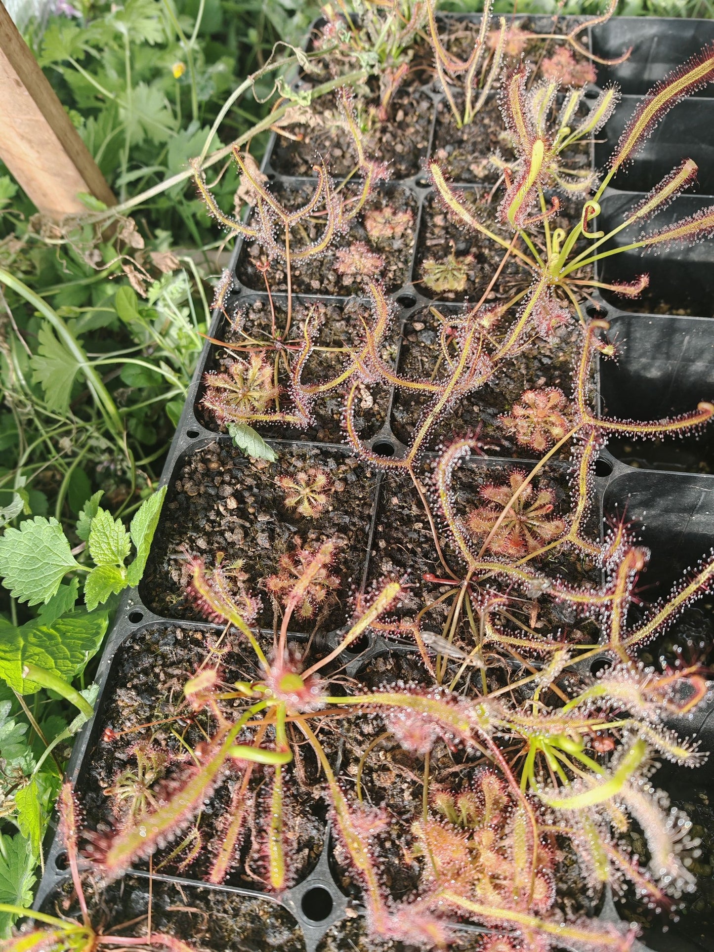 Drosera Mix