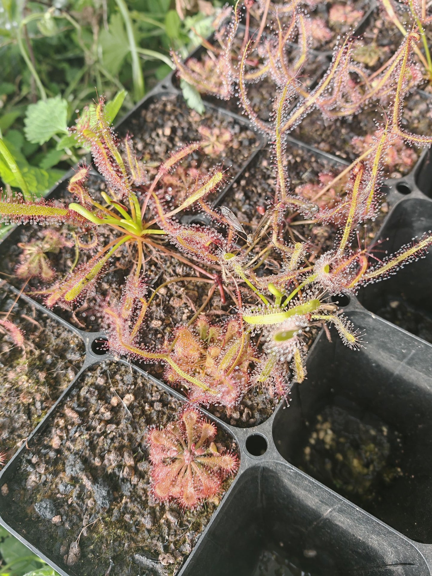 Drosera Mix