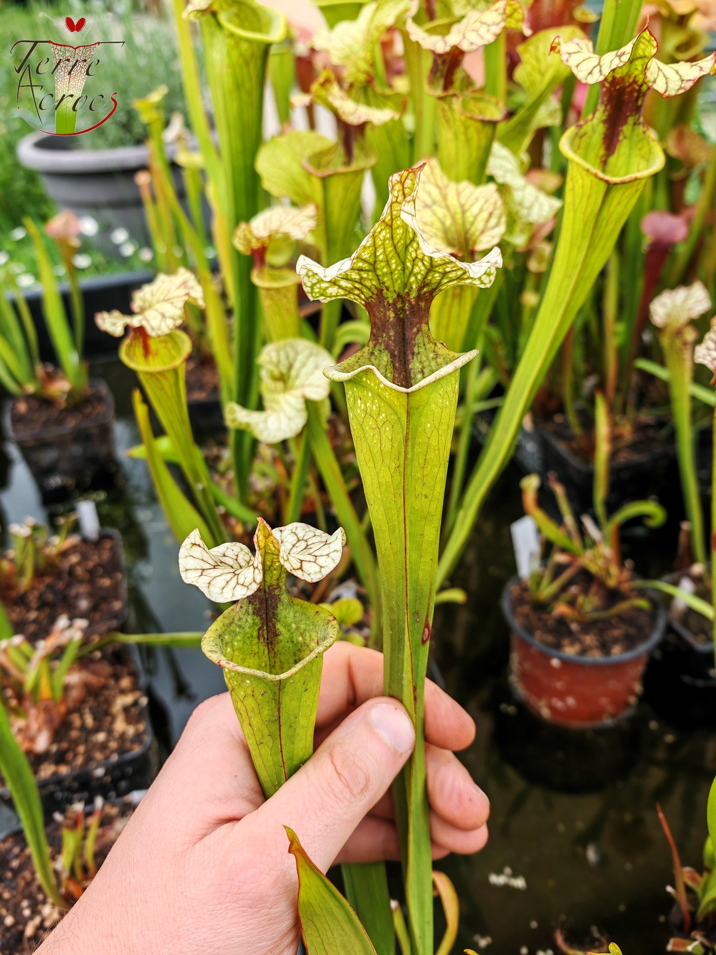 SX41U02 Sarracenia x (S. x moorei 'Leah Wilkerson' x S. x 'French Kiss')