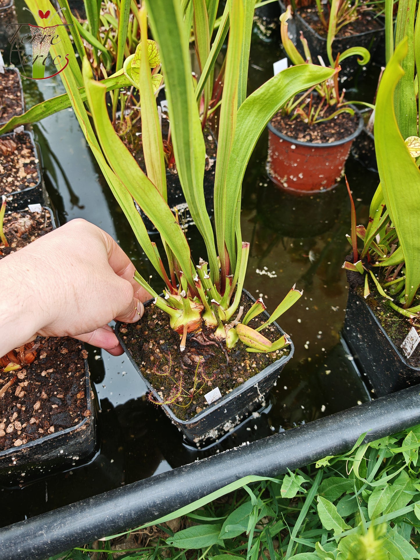 SX41U02 Sarracenia x (S. x moorei 'Leah Wilkerson' x S. x 'French Kiss')