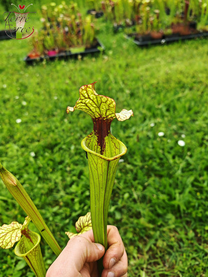 SX41U01 Sarracenia x (S. x moorei 'Leah Wilkerson' x S. x 'French Kiss')